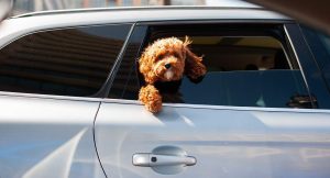 נסיעה עם כלב באוטו מול אוטופוביה